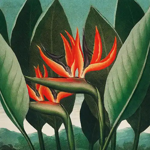 Flora-kollektion