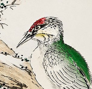 Numata Kashu