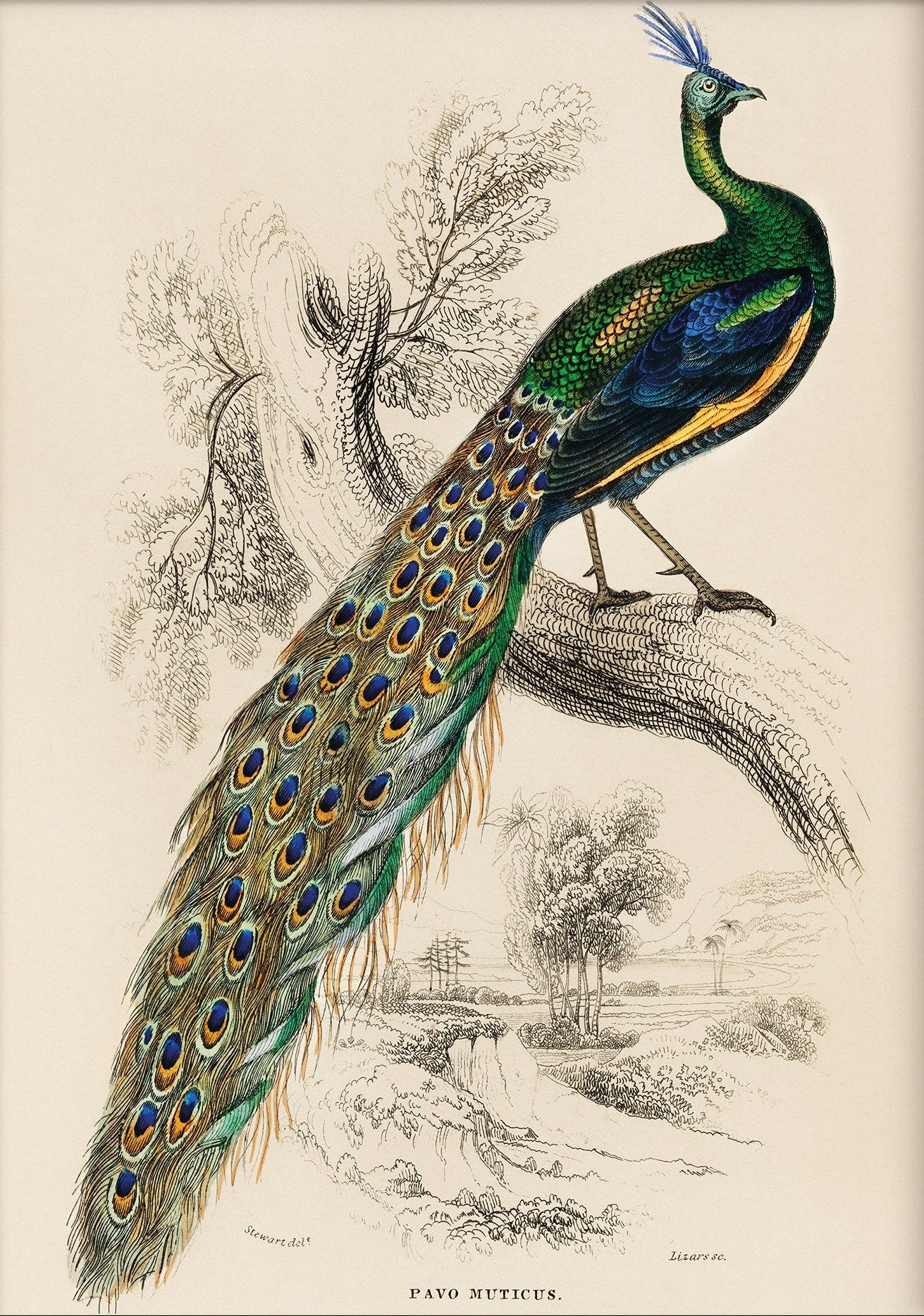 Indian peafowl (Pavo Cristatus) (1892) by Charles Dessalines D