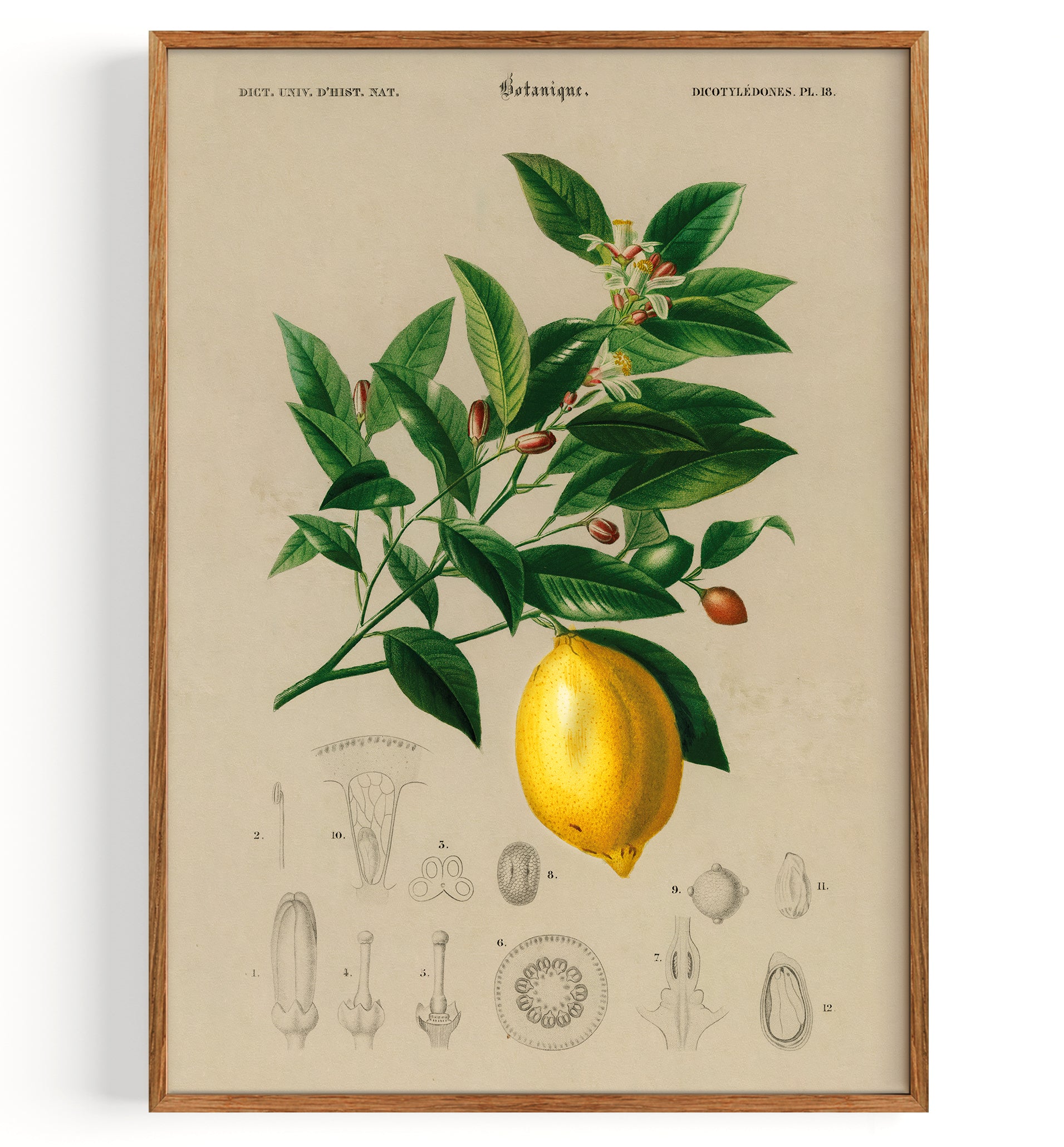 botanical name of lemon plant Lemon (Citrus Limonium) (1892) by Charles Dessalines D' Orbigny Fine Art  Print, Art Print, Poster, Giclee Print – Articelli