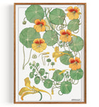 Appelsinblomster (1896)