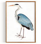 Indisk grå hejre Stork (1780)