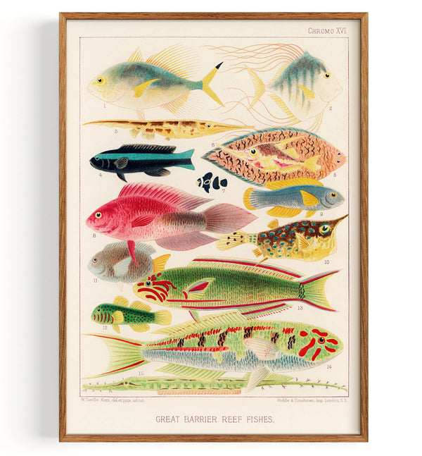 Poissons de la Grande Barrière de corail, extrait de La Grande Barrière de corail d'Australie II (1893)