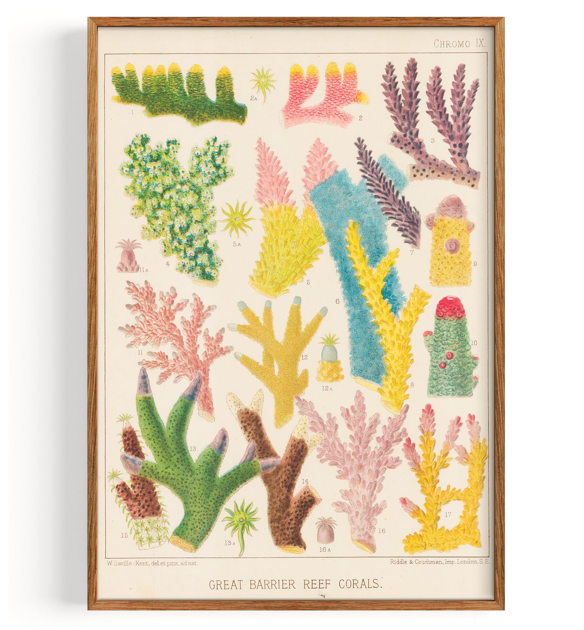 Great Barrier Reef Corals (1893) by William Saville Kent Fine Art