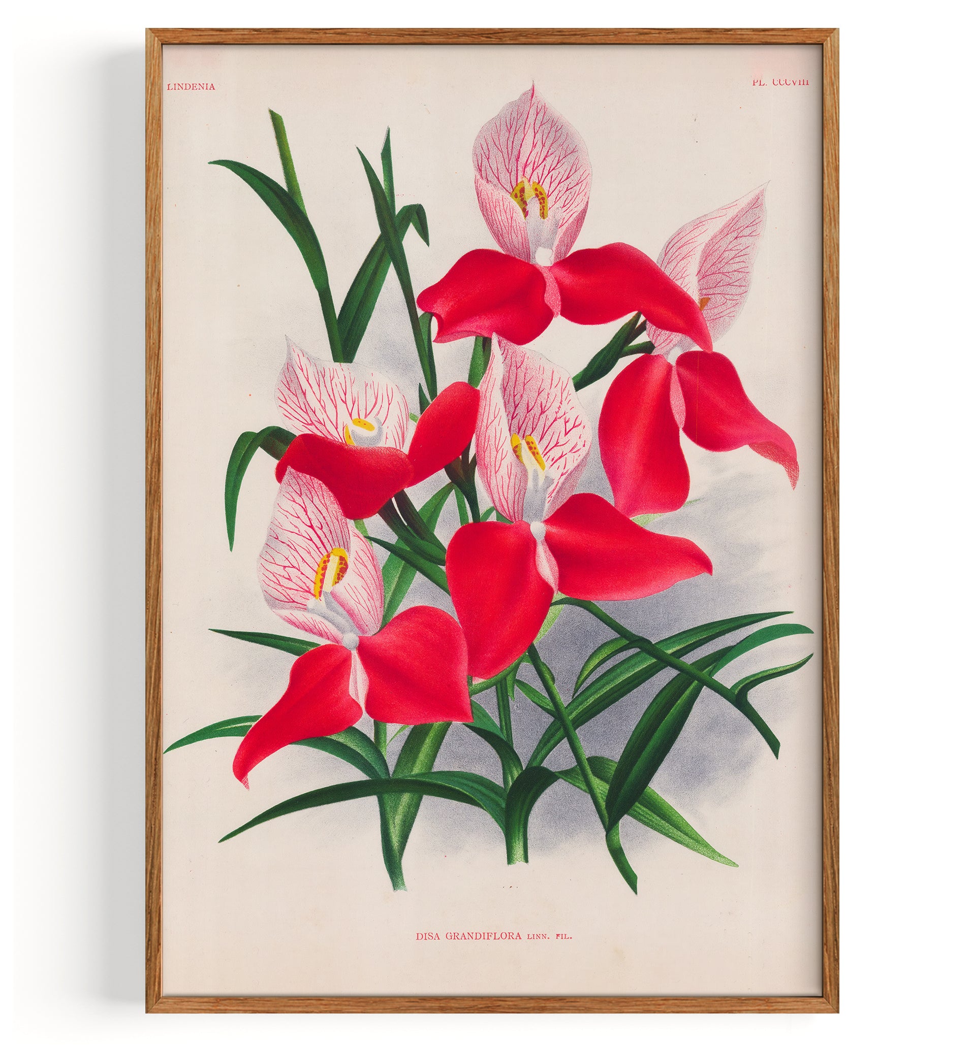 Orchid Pride Of Table Mountain Orchid (1892) by Jean Jules Lucien