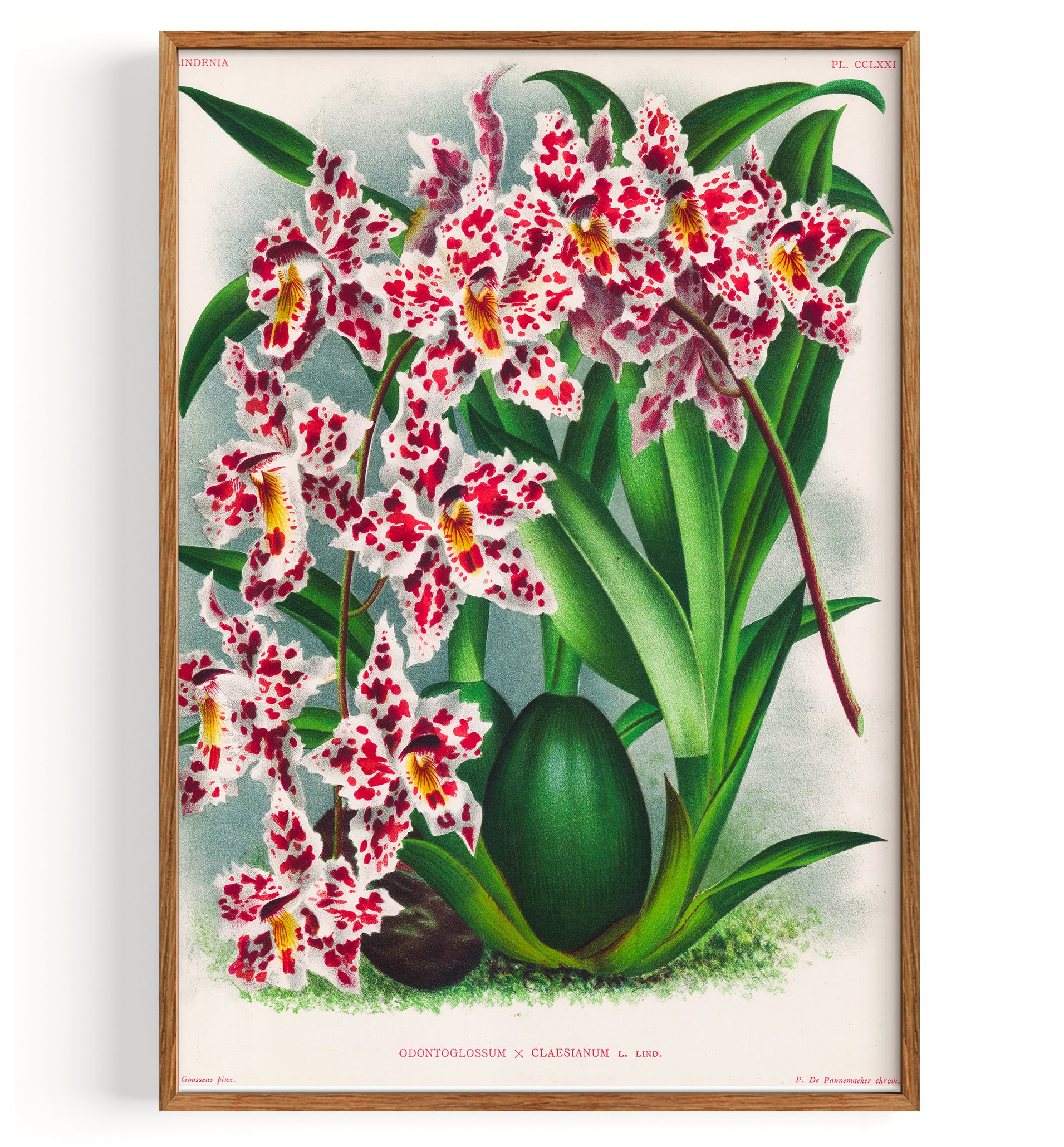 アート・デザイン・音楽 AN ILLUSTRATED TREASURY OF Orchids Orchid Spray Orchid Hybrid (1892) by Jean Jules Lucien Linden Fine