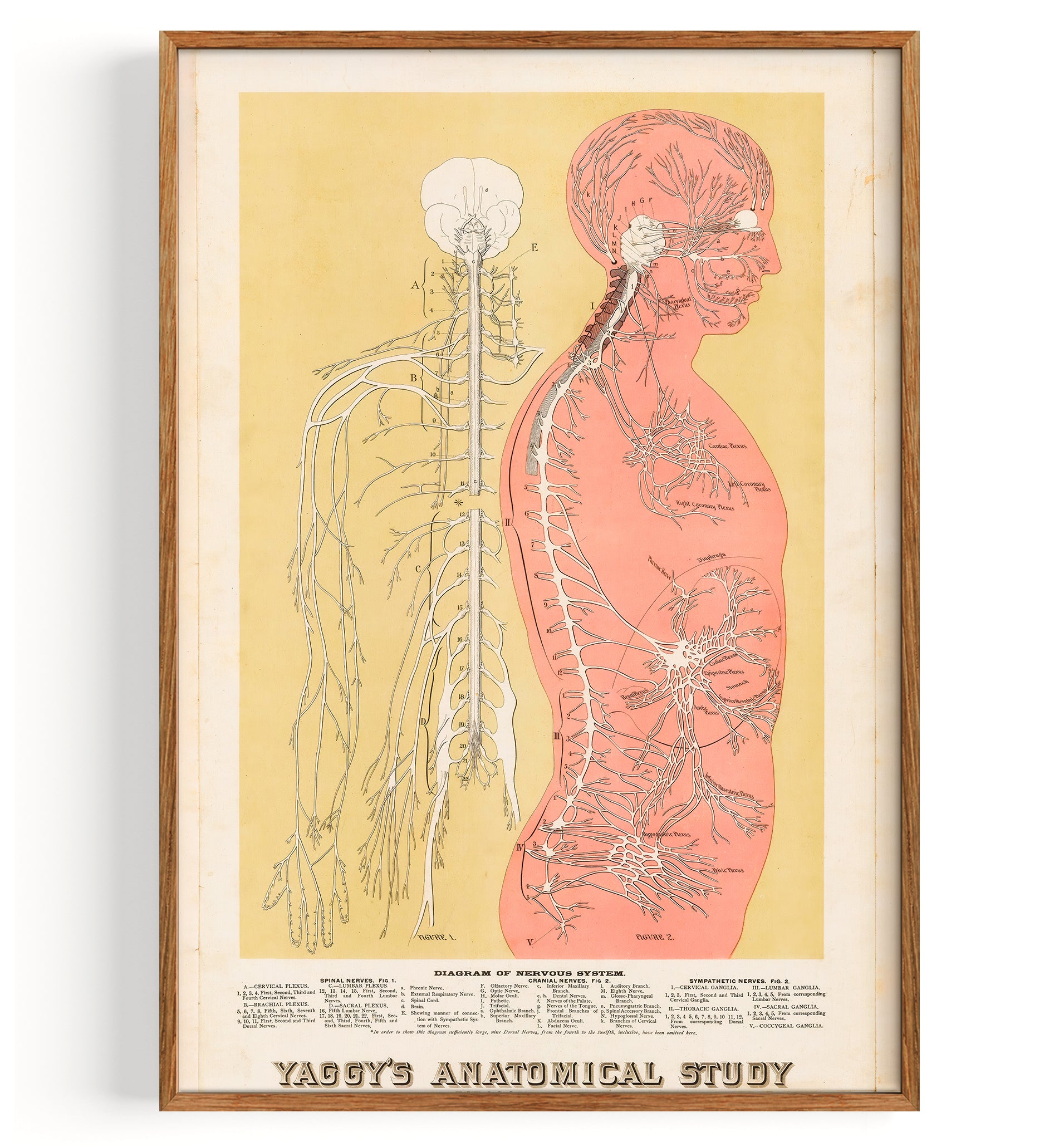 Anatomy Central Nervous System (1886) by Levi Walter Yaggy Fine