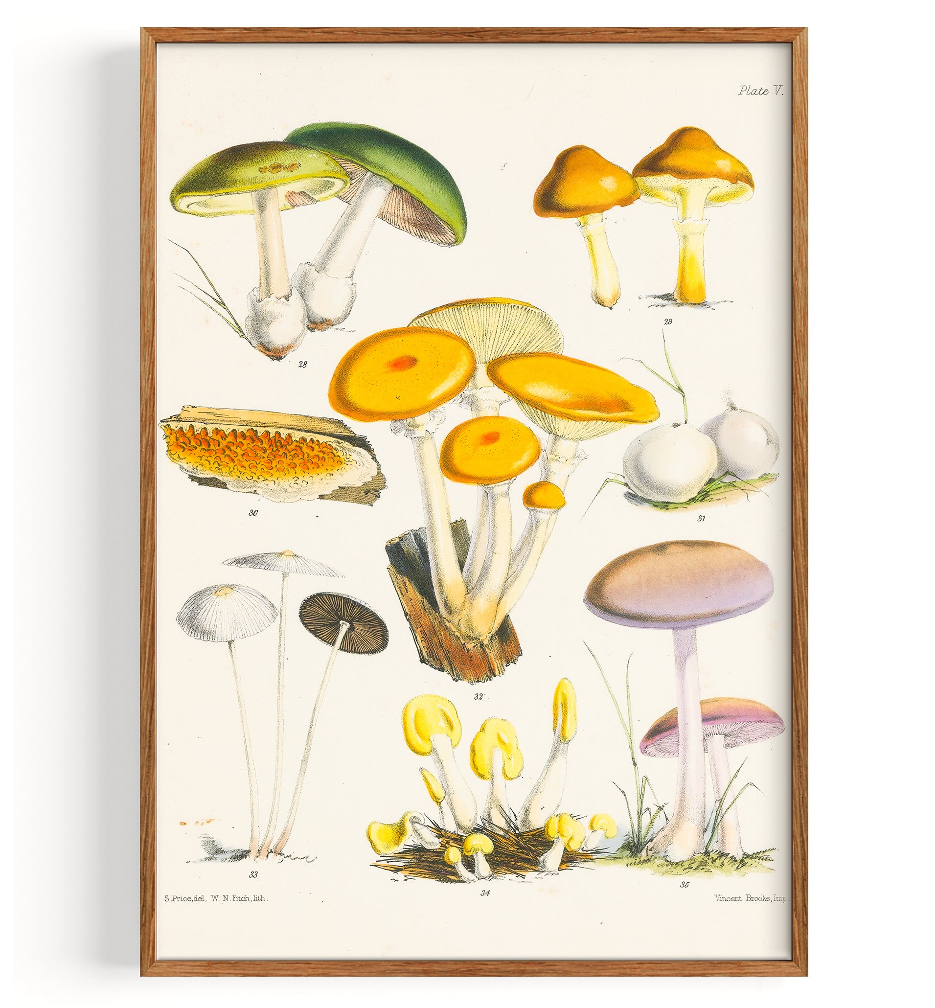 British Fungi (1864) by Sarah Price Fine Art Print, Art Print