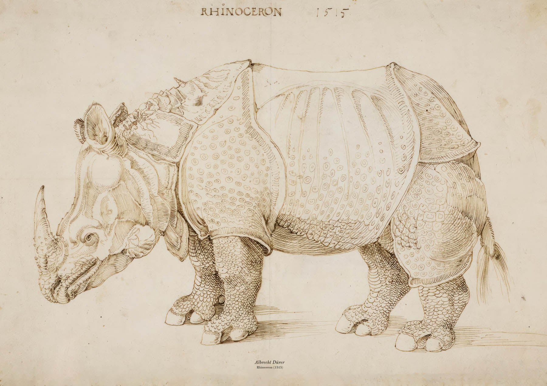 Neshorn (1515)