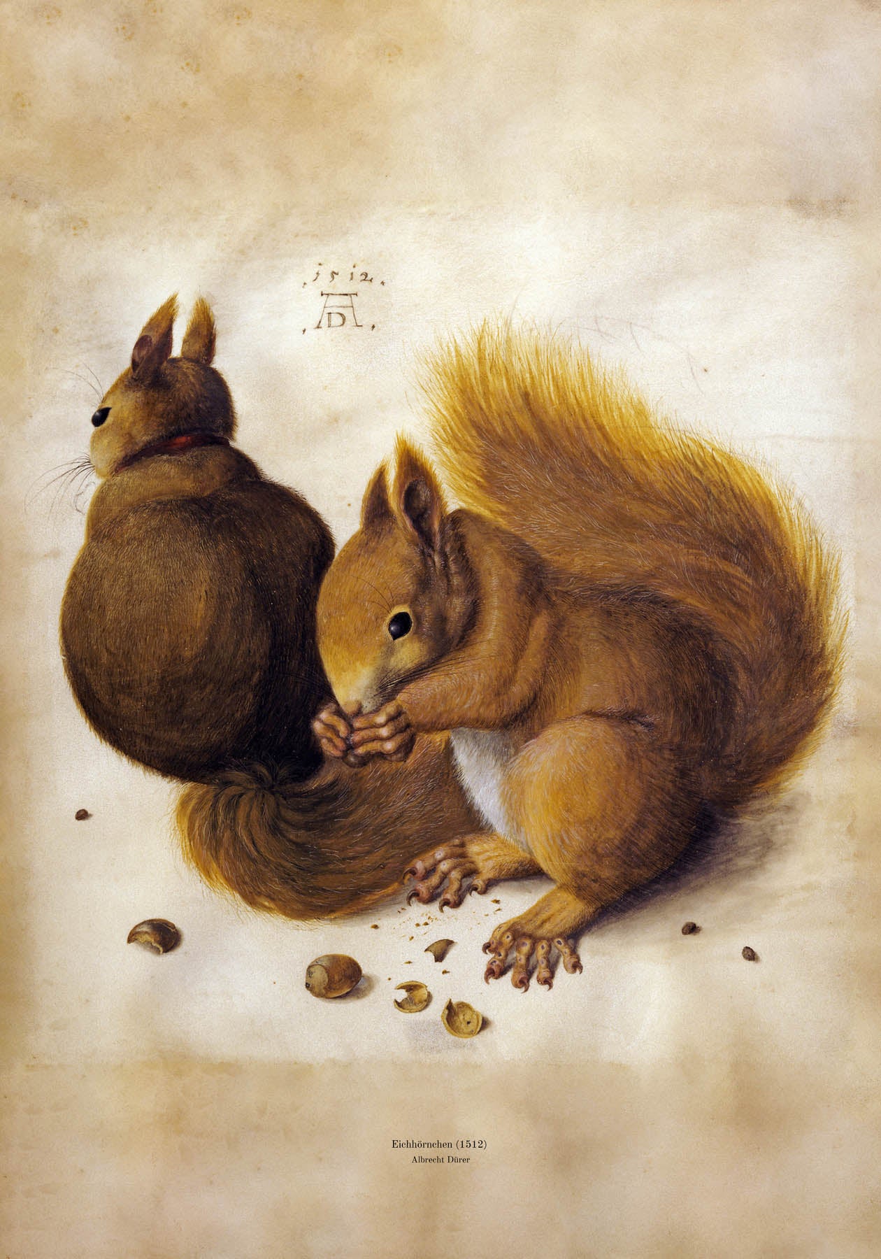 Ekorn (1512)