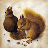 Eichhörnchen (1512)