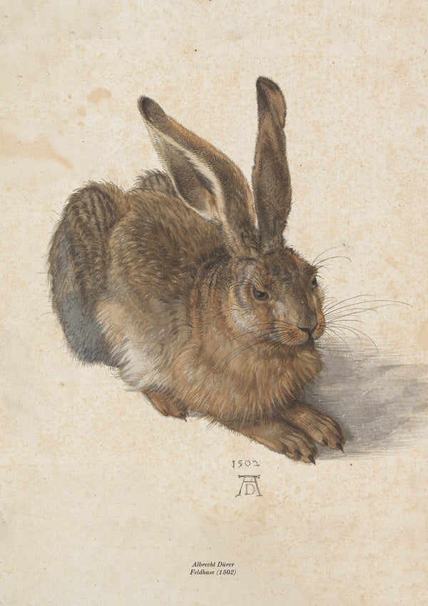 Feldhase (1502)