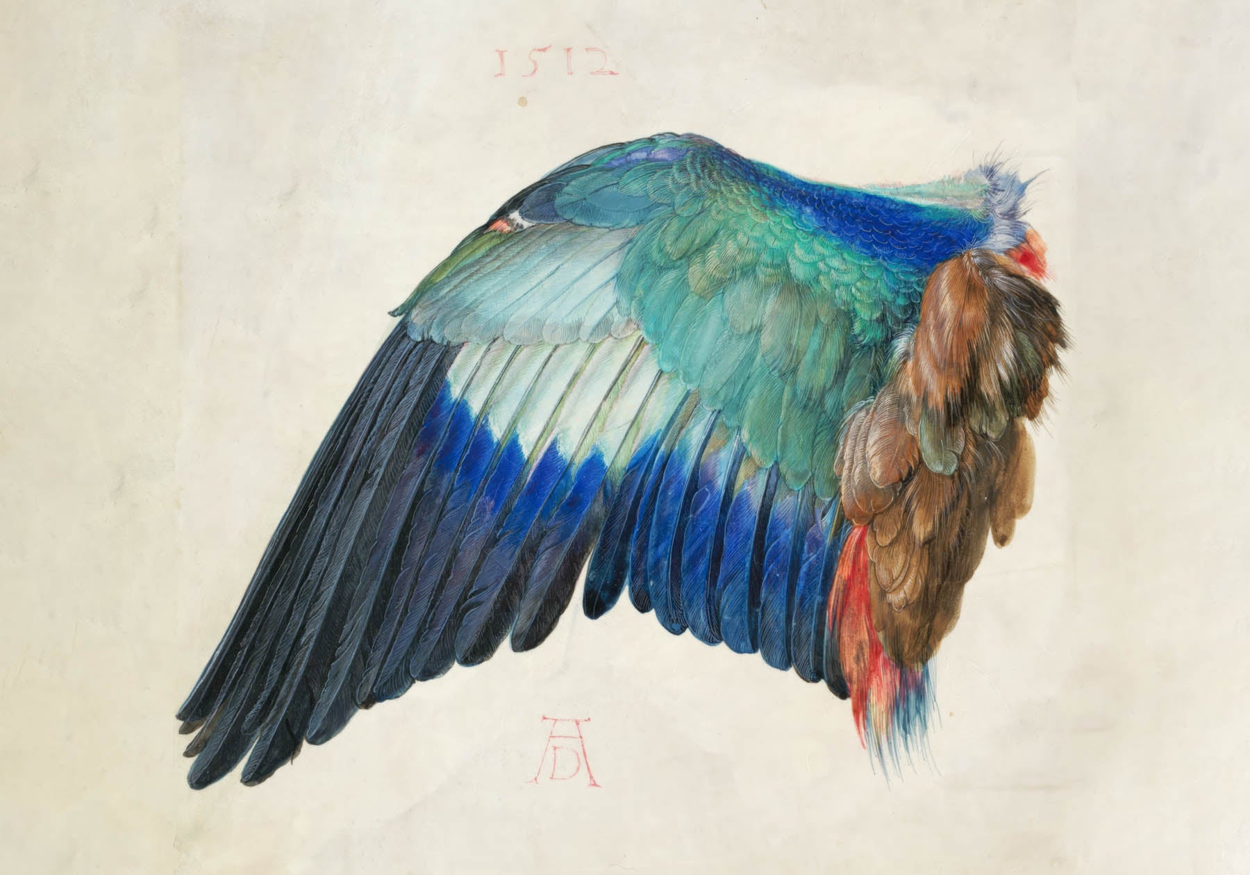 El ala de un arrendajo azul (1500)