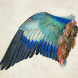 The Wing of a Roller (1500)
