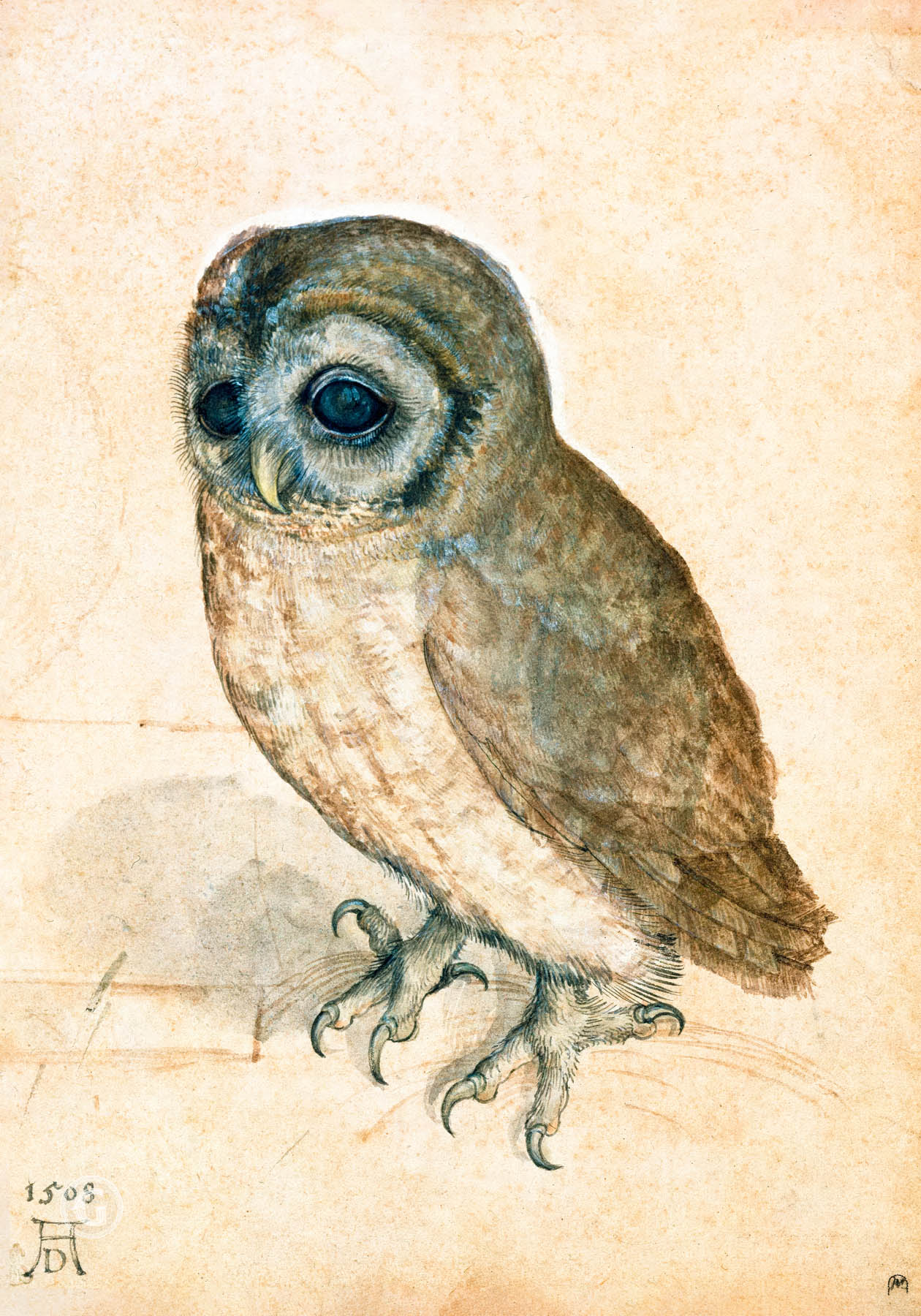 Little Owl (1471-1528)