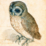 Lille ugle (1471-1528)