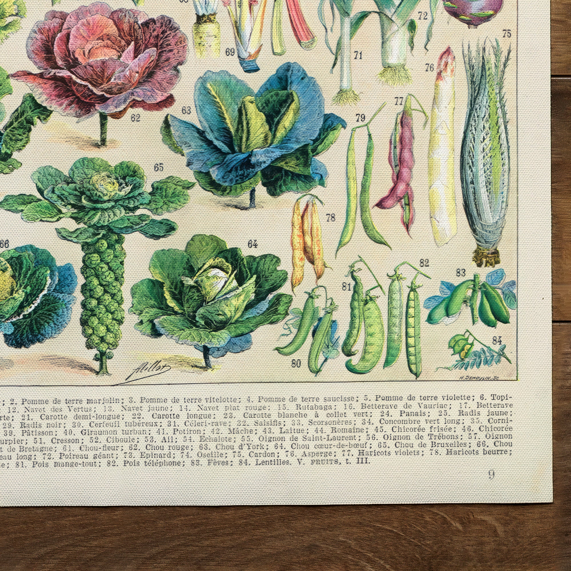 Tableau des légumes Illustration de légumes (1875)