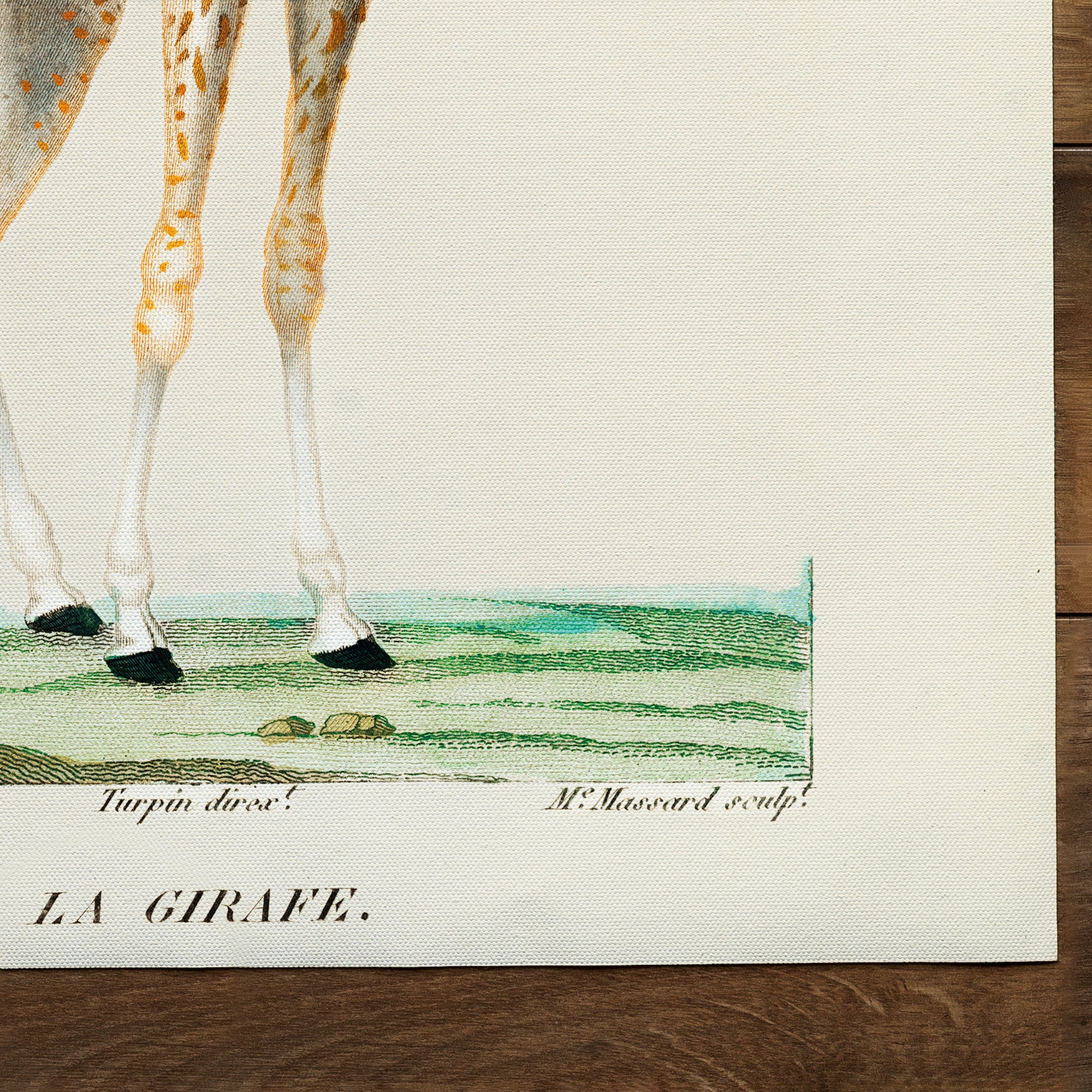 Illustrazione di giraffa (1840)