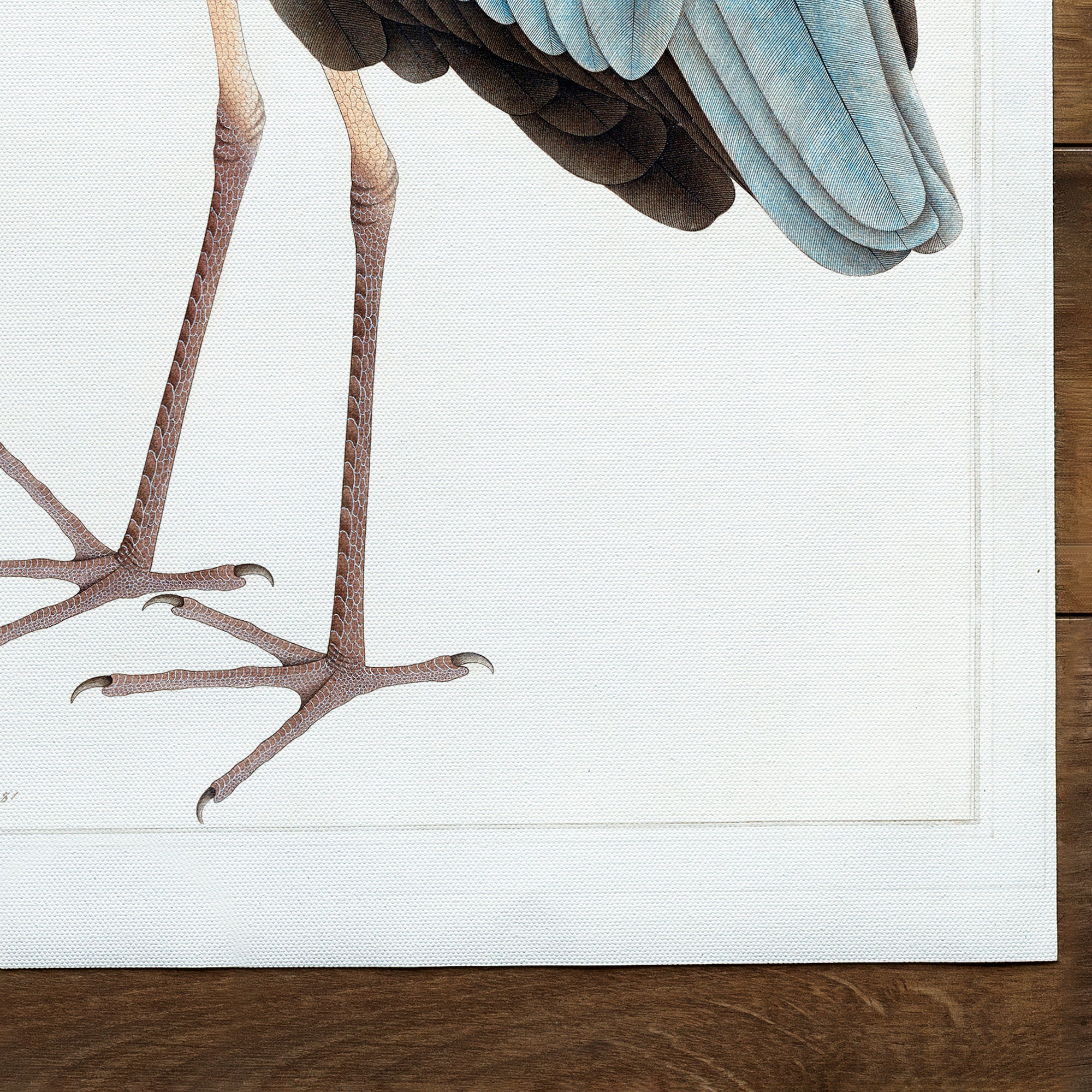 Indian Gray Heron Storch (1780) translates to "Airone cenerino indiano Storch (1780)" in Italian.