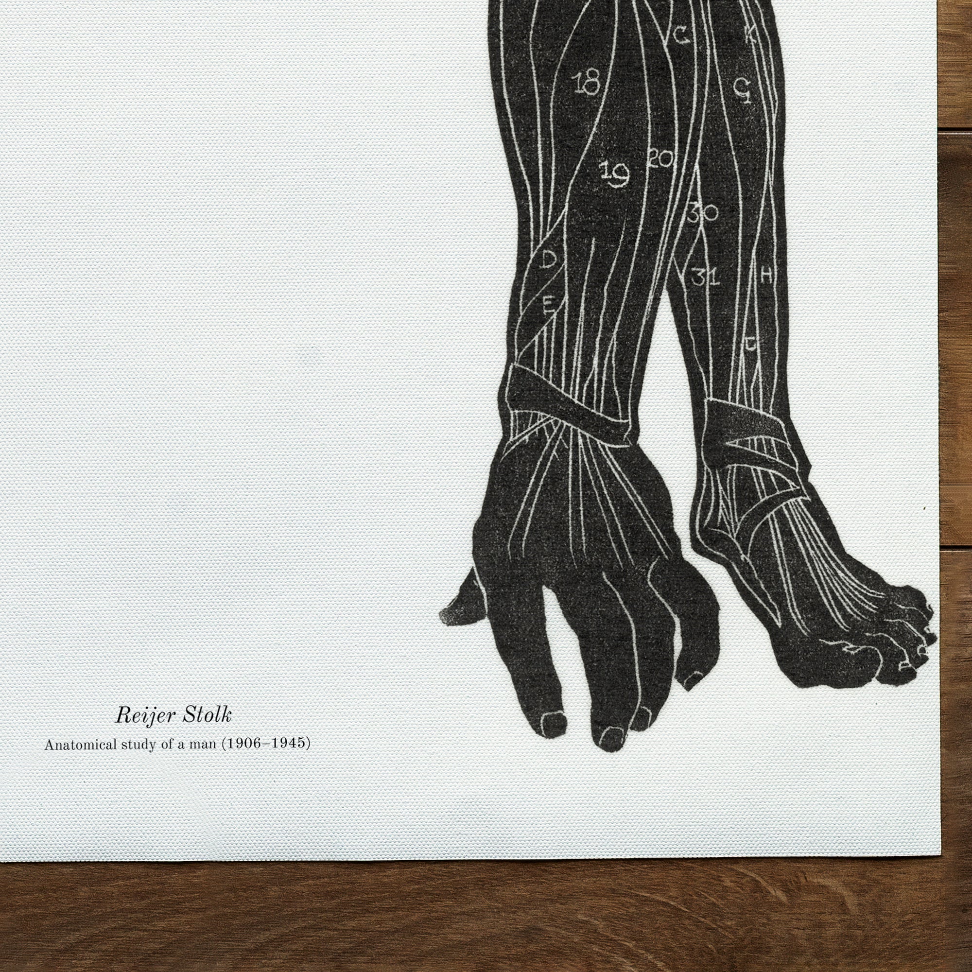 Étude anatomique des muscles du cou, des bras et des jambes d'un homme en silhouette (1906-1945)