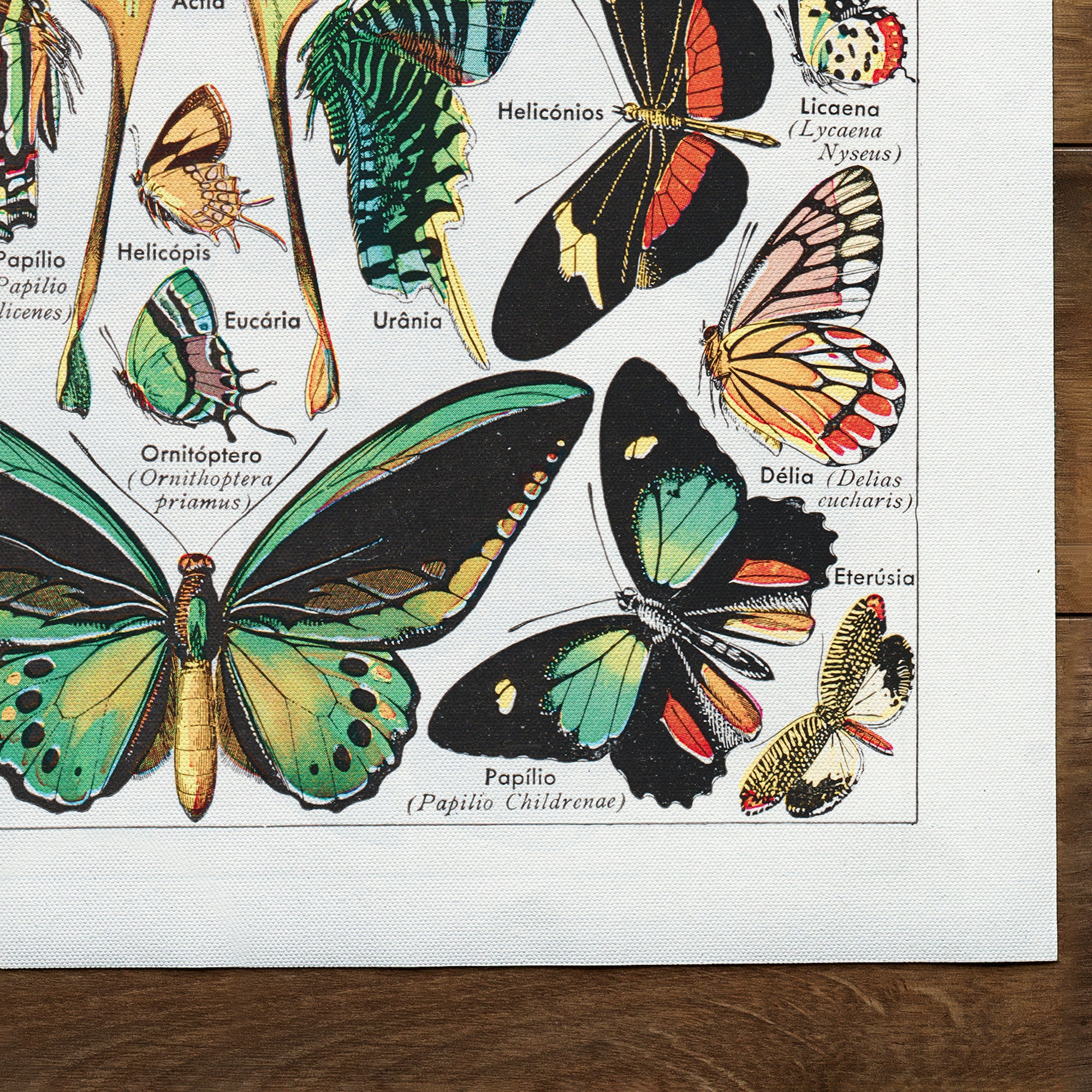 Vintage Butterflies (undated)