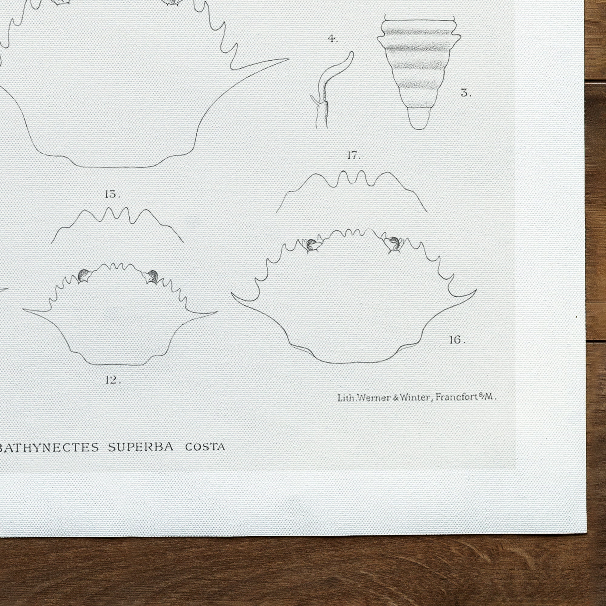 Illustration vintage de Bathynectes piperitus (1848-1922)