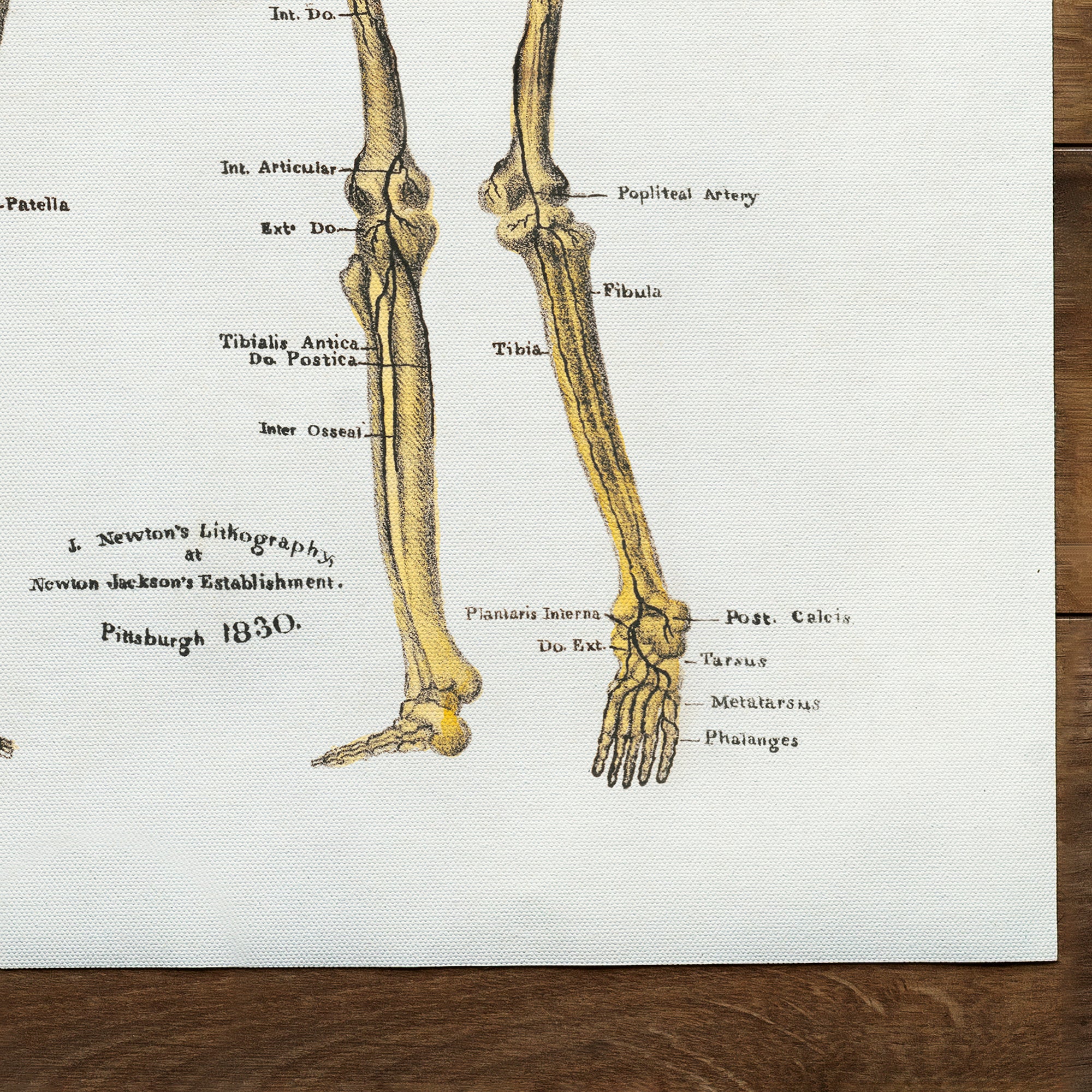 Anatomia scheletro (non datato)