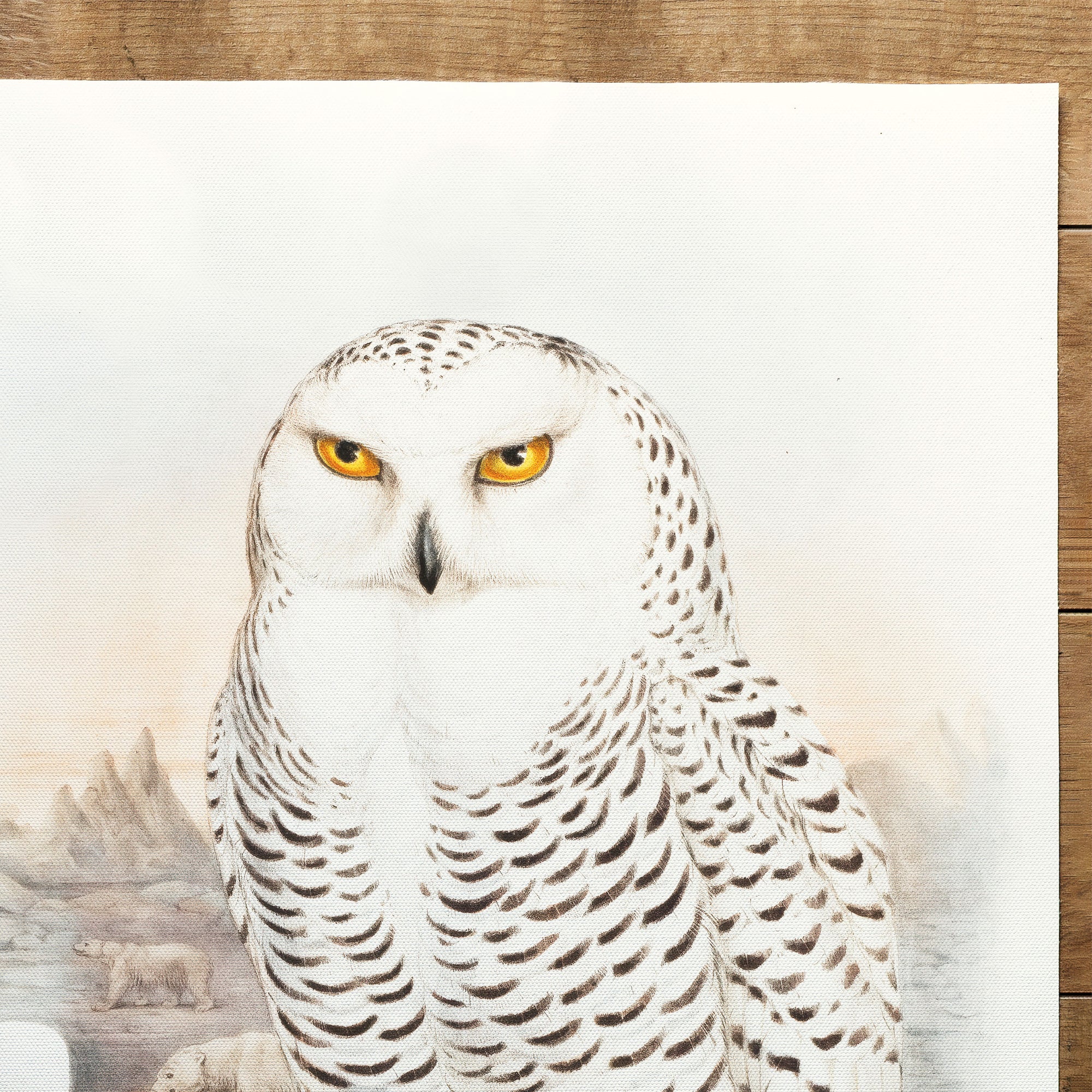 Nictea Nivea (Snowy Owl) The Birds Of Great Britain (1862–1873)