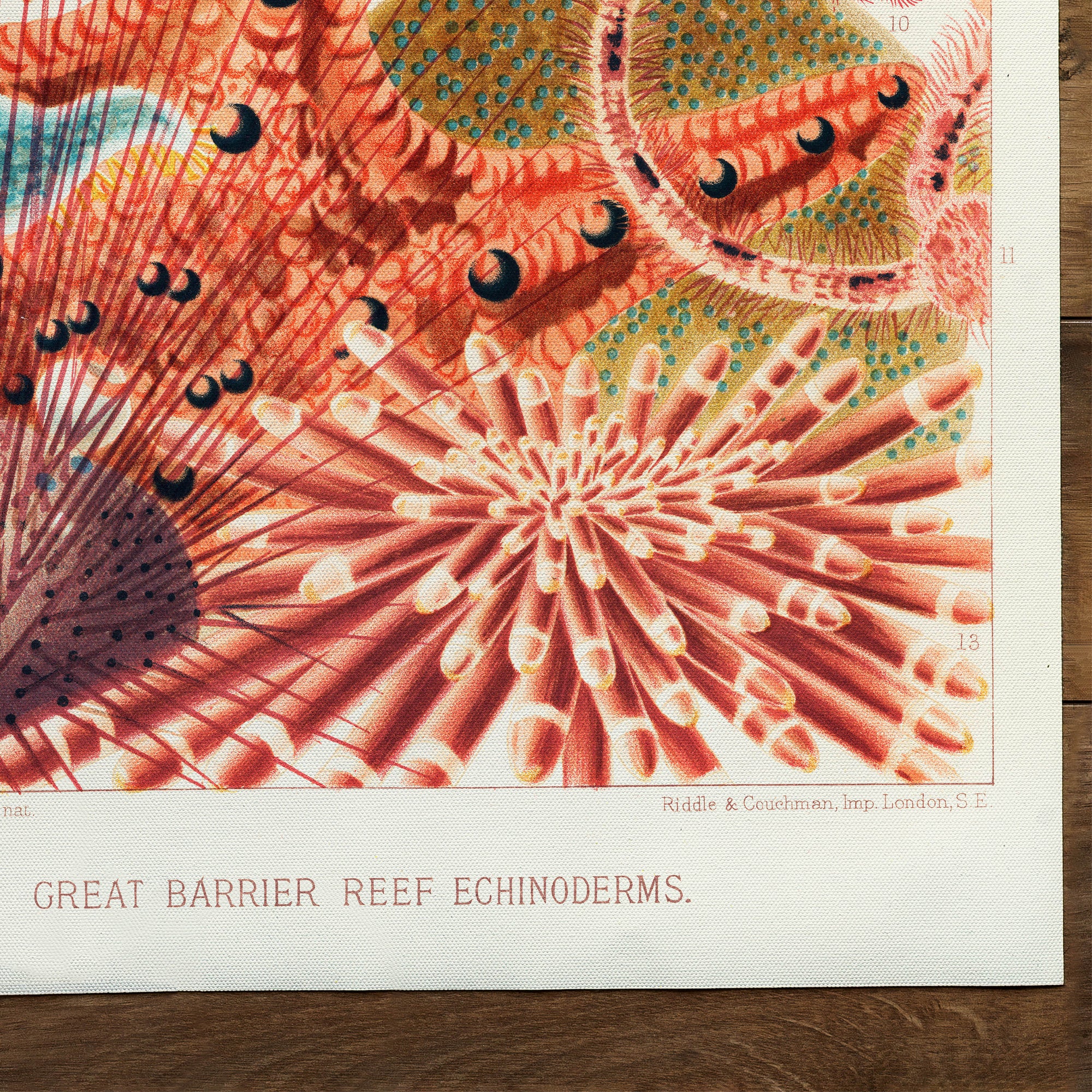 Great Barrier Reef Echinoderms from The Great Barrier Reef of Australia (1893)