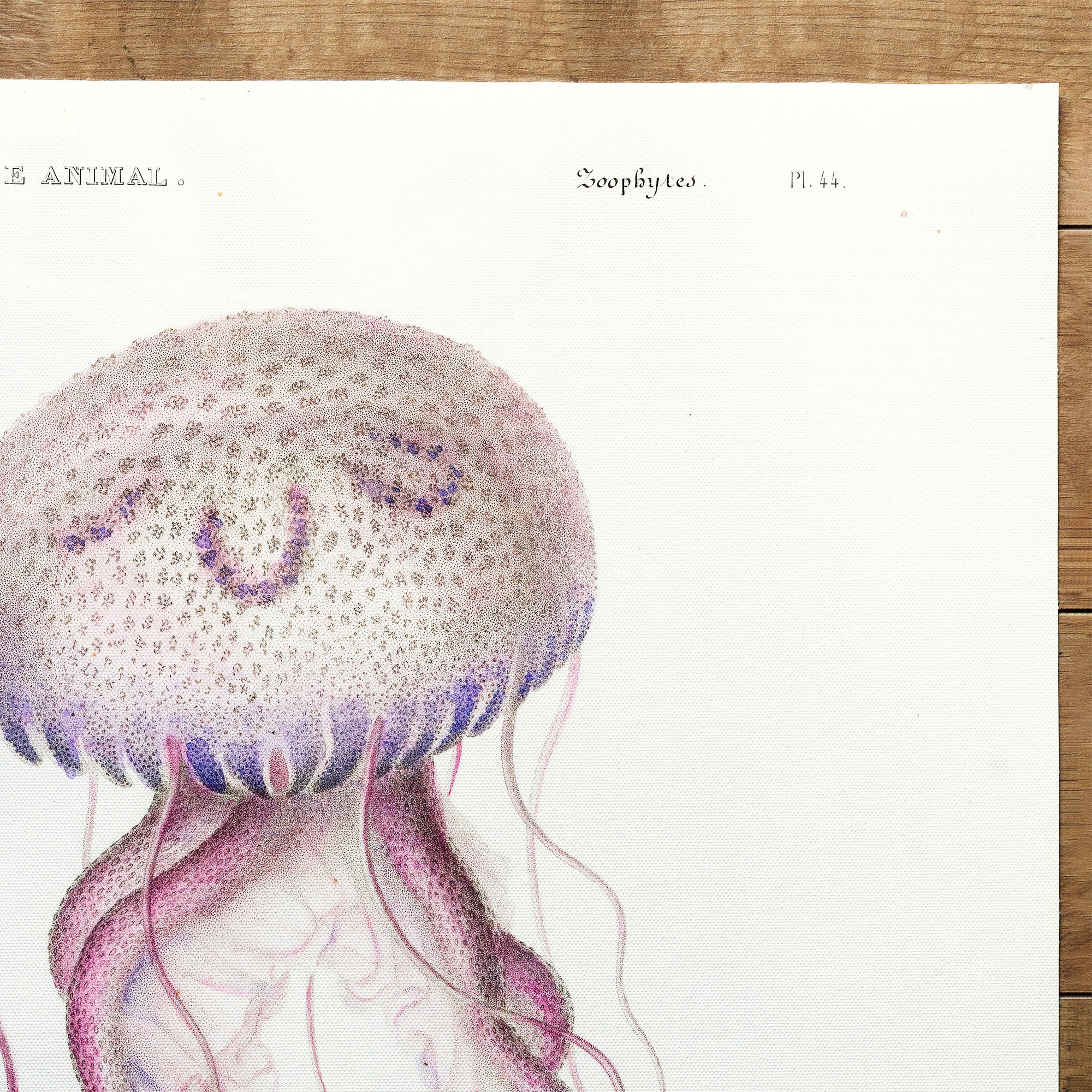 Jellyfish Mauve Stinger (1849)