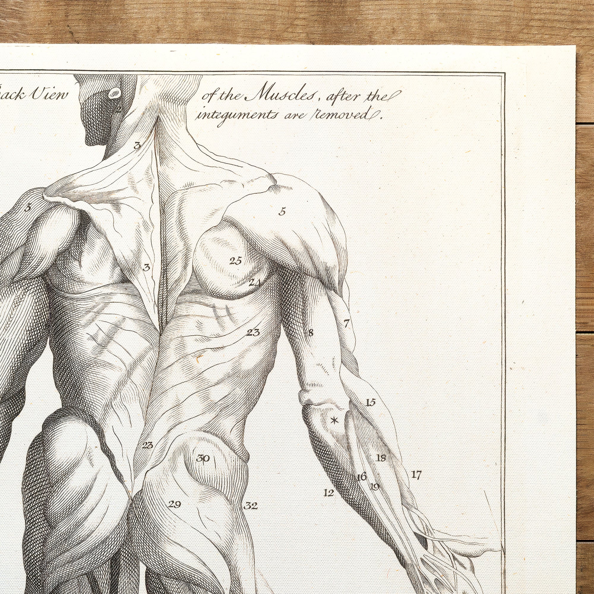 Anatomy Myology back (1775)