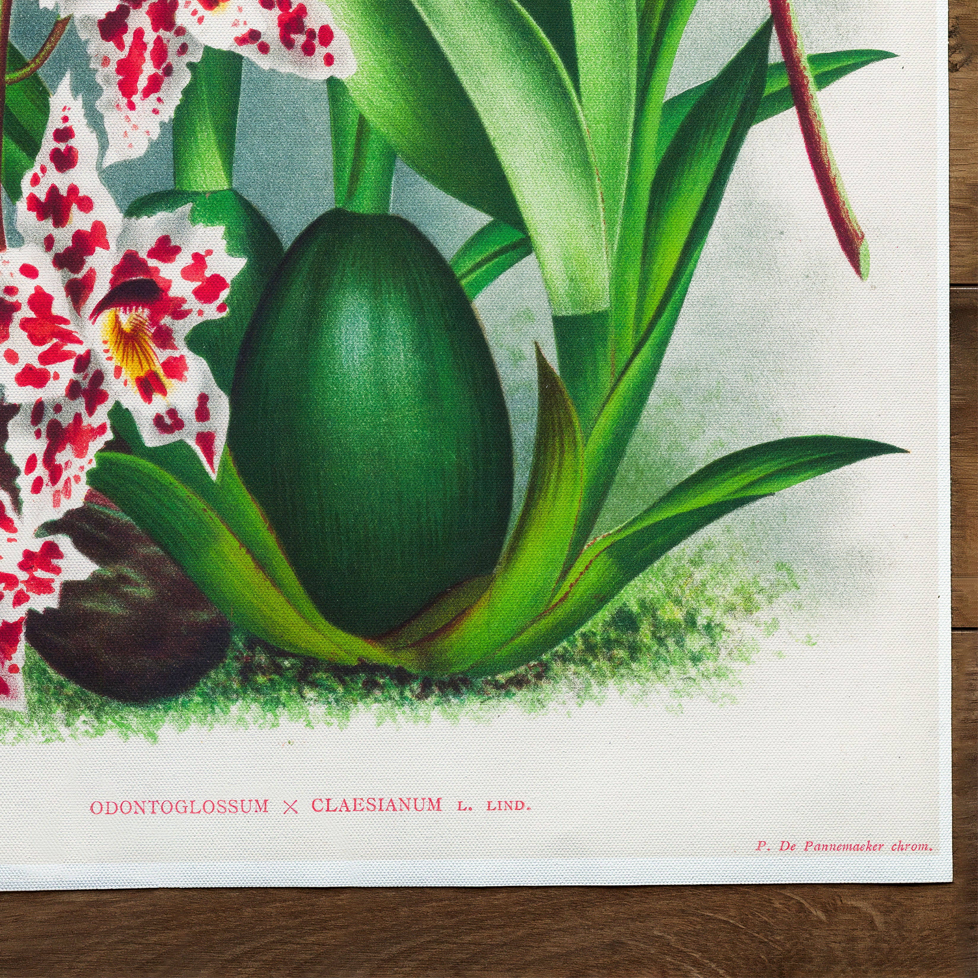 Orchid Spray Orchid Hybrid (1892) by Jean Jules Lucien Linden Fine