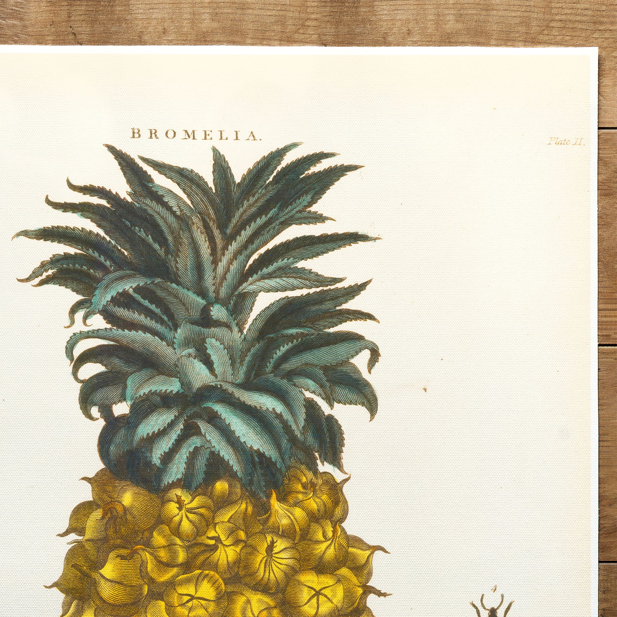Ananas (1810)