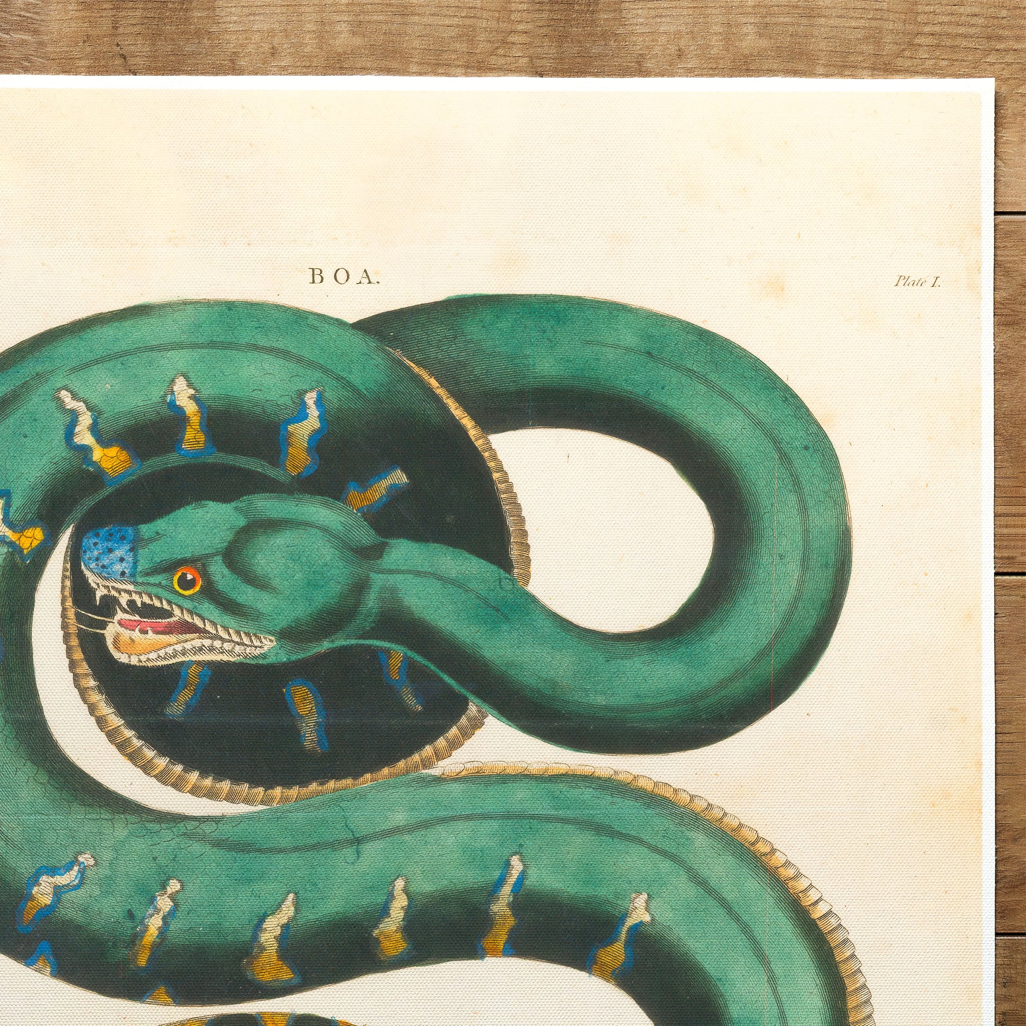 Serpent Boa Constrictor (1810)
