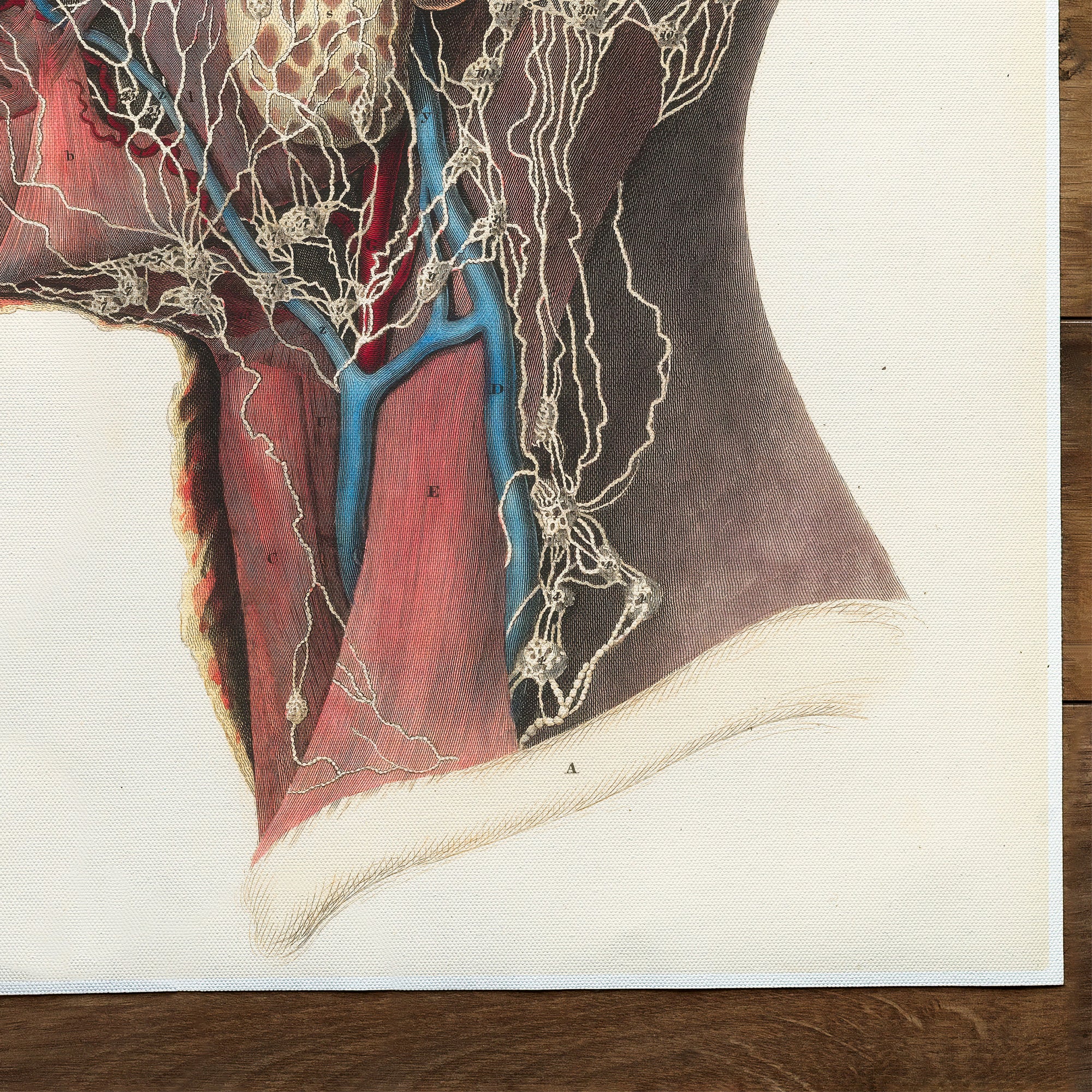 Anatomie de la tête et de la gorge (1840)