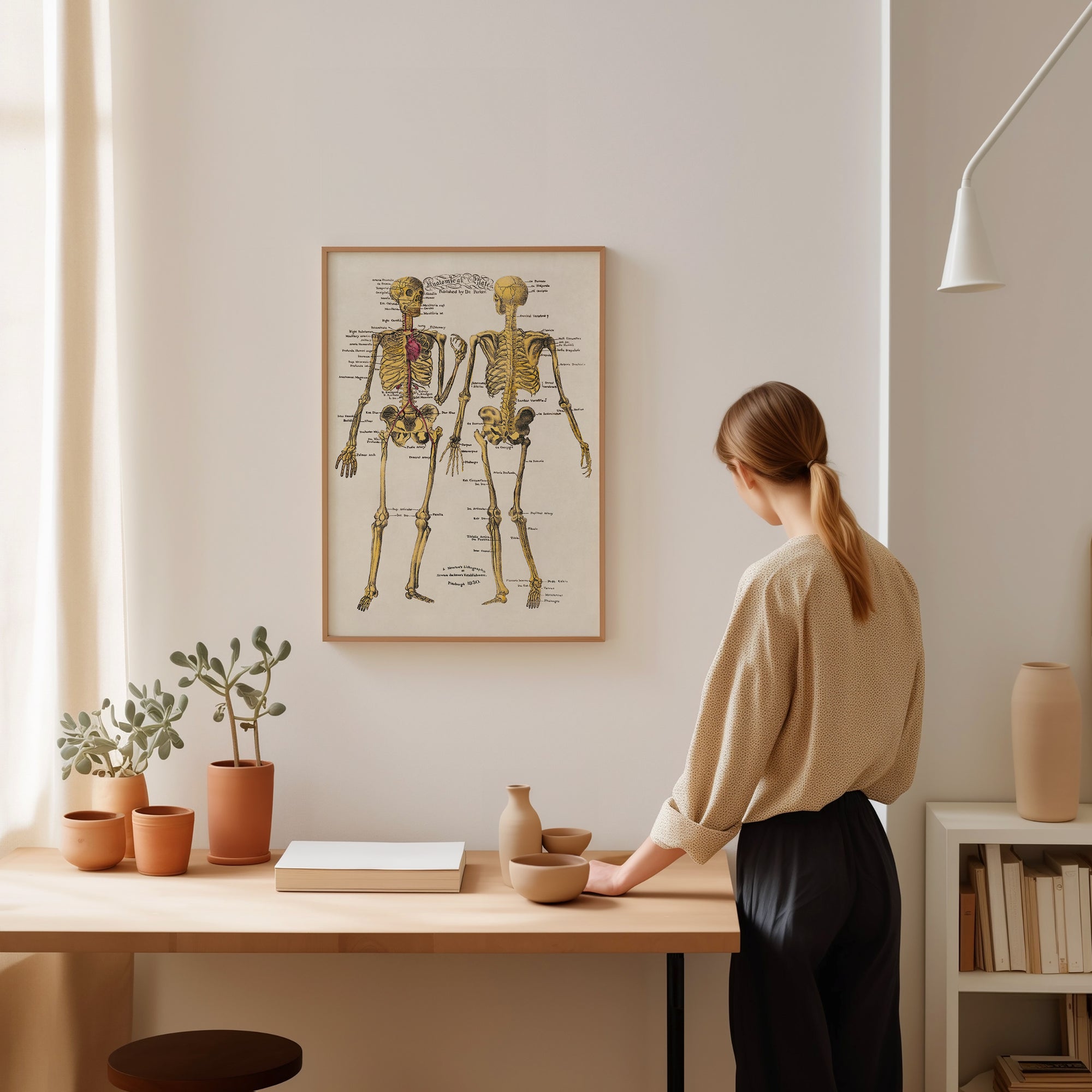 Anatomia scheletro (non datato)