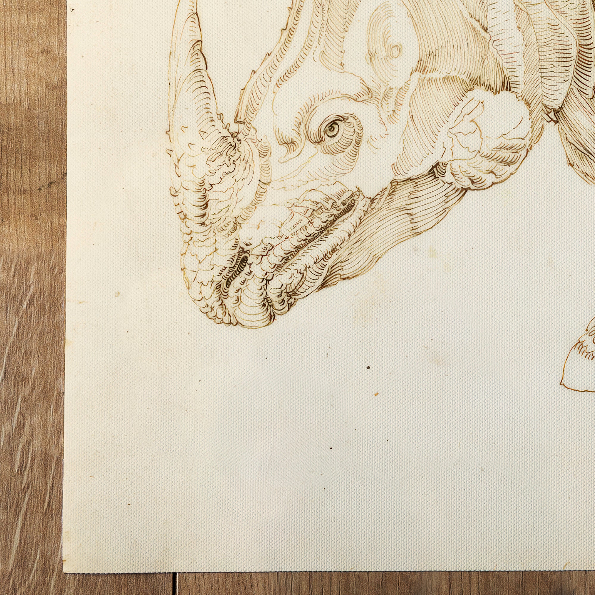 Rhinocéron (1515)
