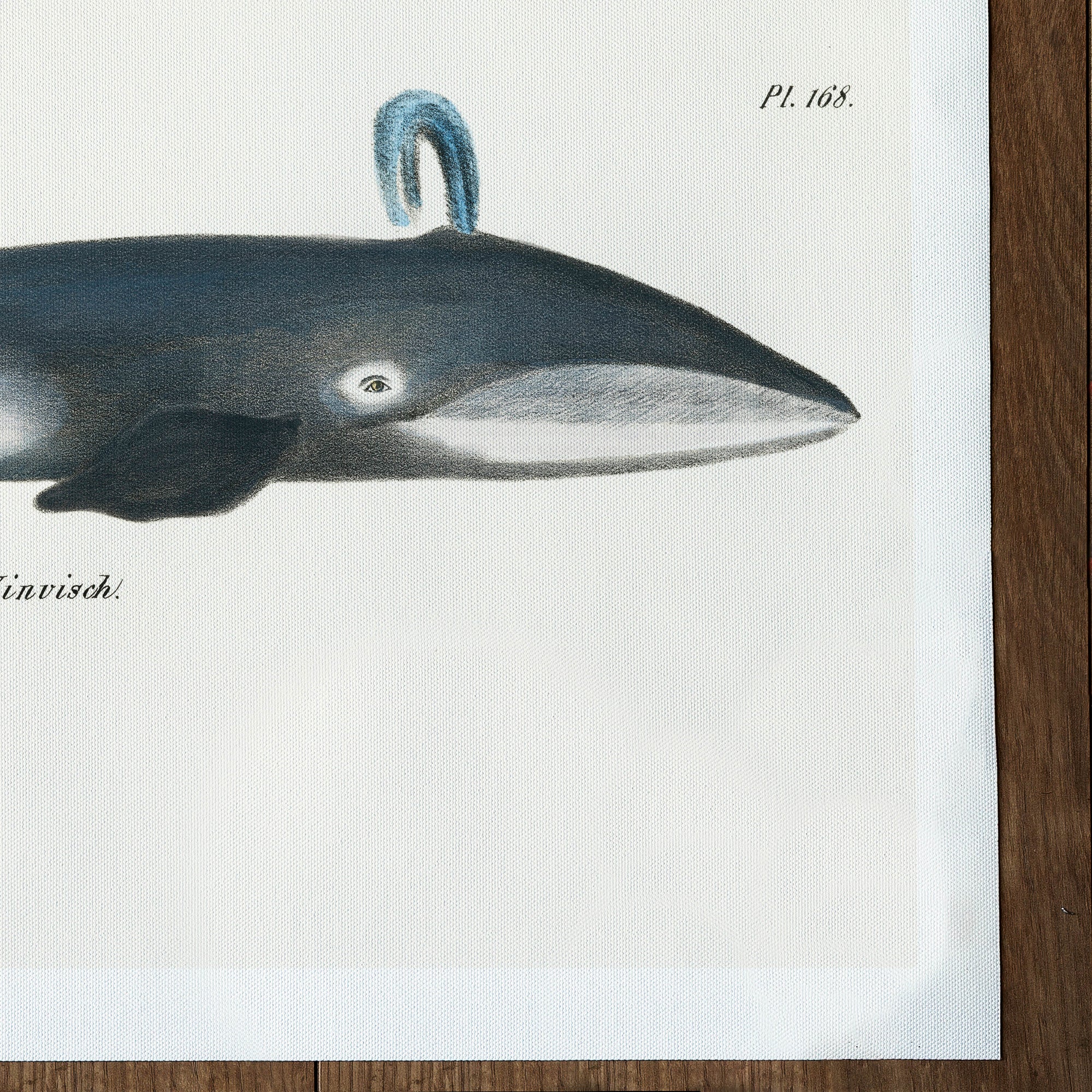 Whale from Natural History Pictures of the Mammals (1824)