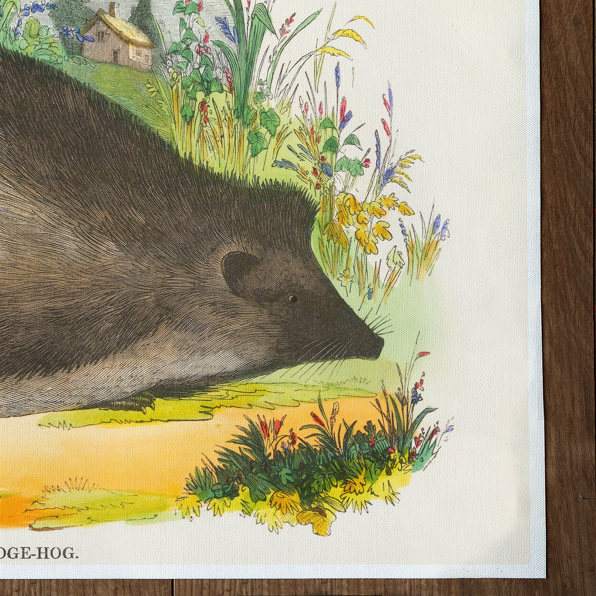 Spck Hedgehog (1847)