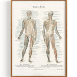 Anatomia scienza muscoli (senza data)