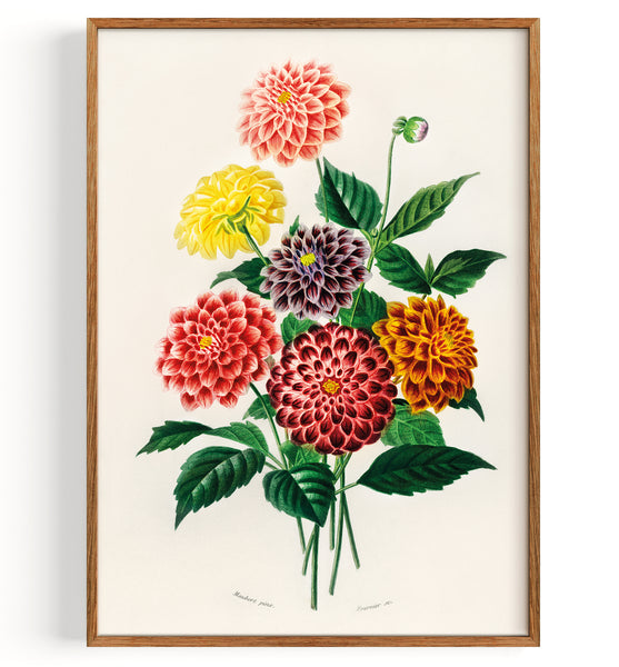 Dahlia (1892) by Charles Dessalines D' Orbigny Fine Art Print, Art