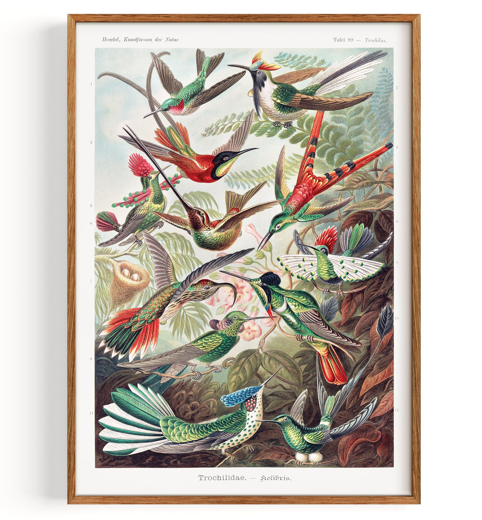Trochilidae Hummingbirds from Art Forms of Nature (1904)