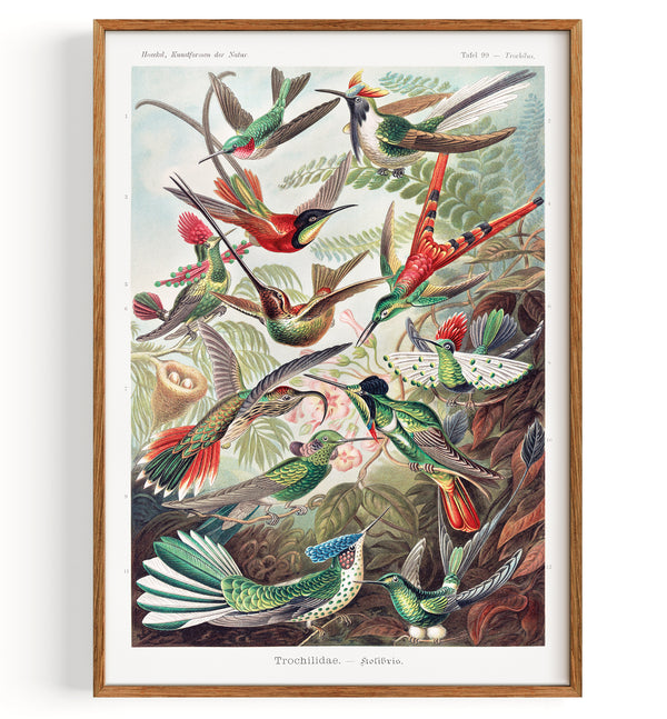 Colibris Trochilidae de Art Forms of Nature (1904)