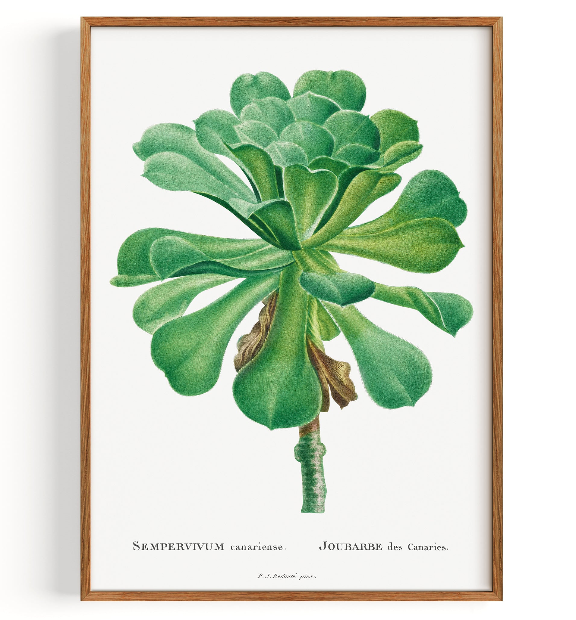 Immagine di Sempervivum Canariense da Histoire des Plantes Grasses (1799)