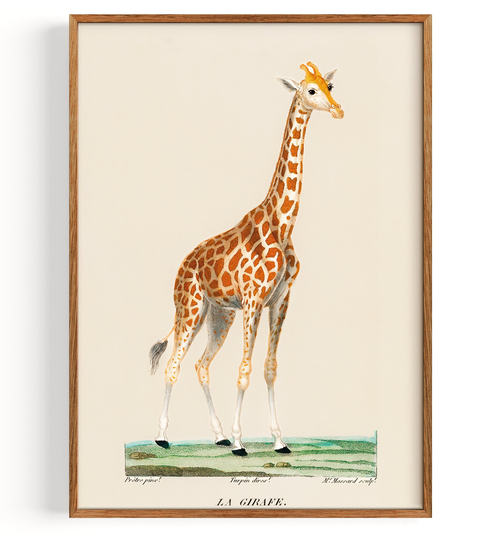 Illustrazione di giraffa (1840)