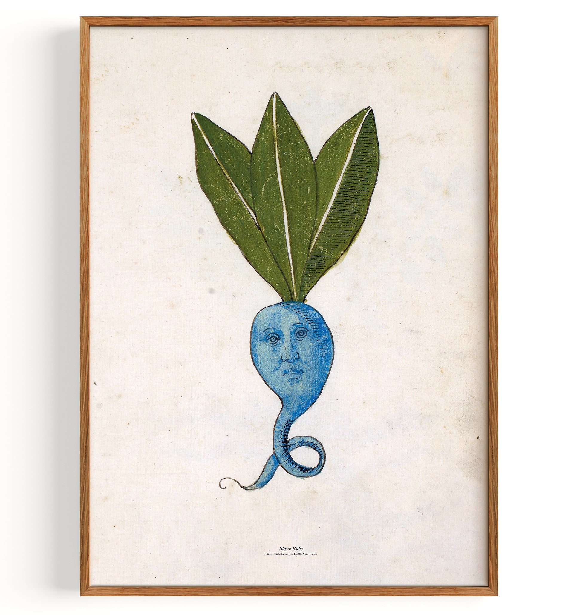 Navet bleu (1500)