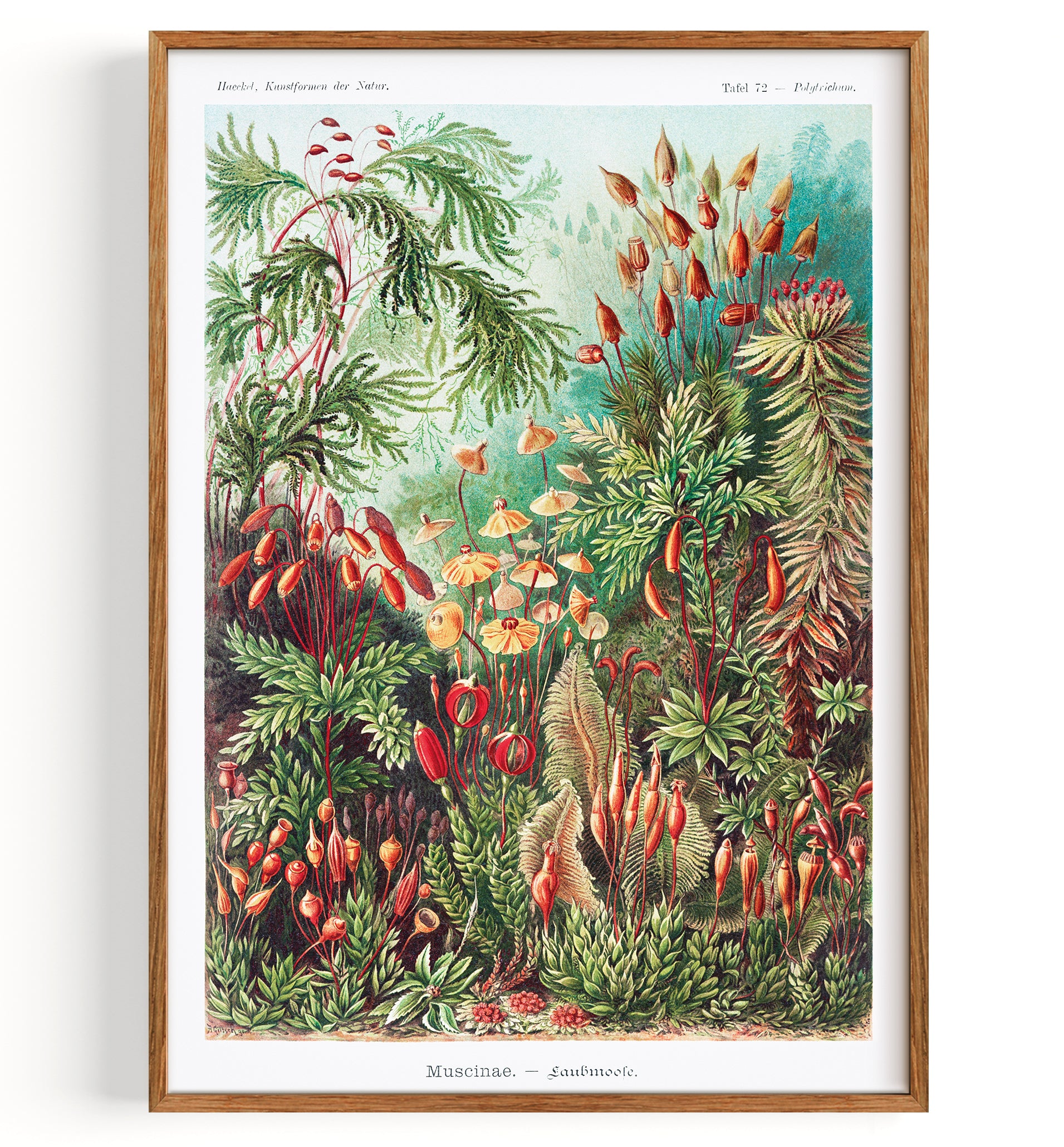 Art form of nature Musciaene Flora Funghi (1904)