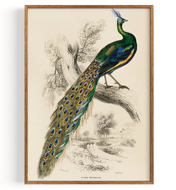 Pavo real indio (Pavo Cristatus) (1892)