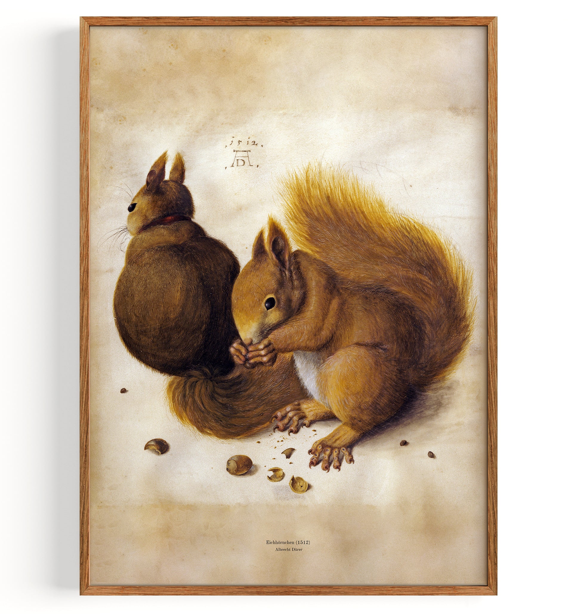 squirrel (1512)