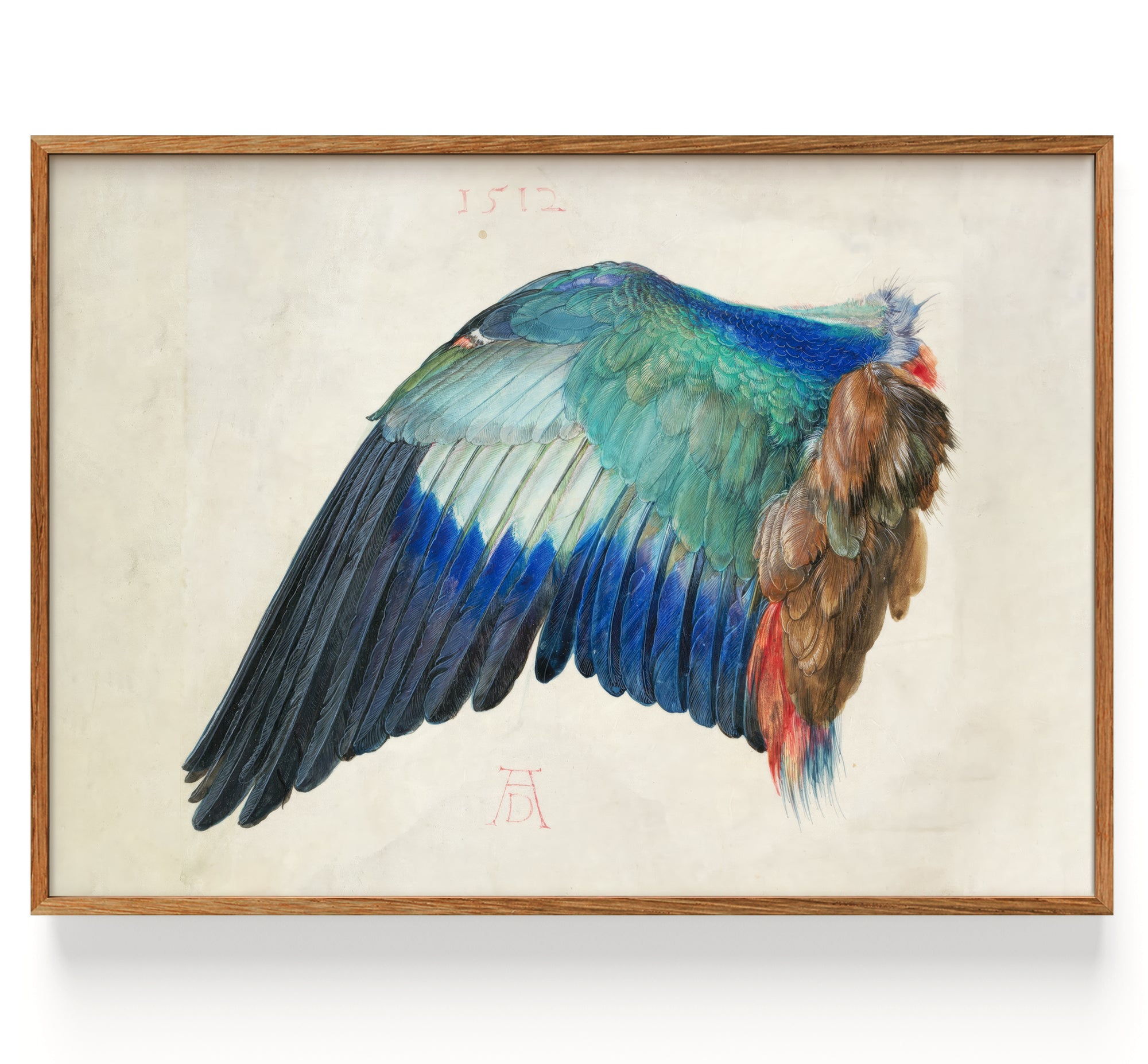 The Wing of a Roller (1500)